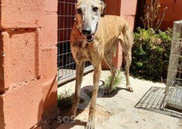 Anita 3 Galgo