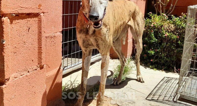 Anita 3 Galgo