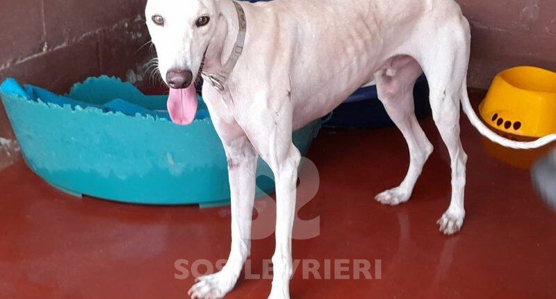 Casio Galgo