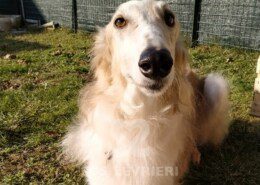 Charodey Borzoi