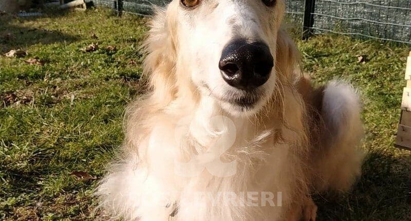 Charodey Borzoi