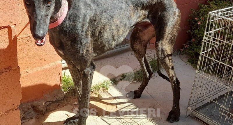 Erick Galgo