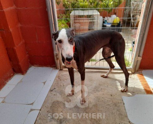 Laylah Galgo
