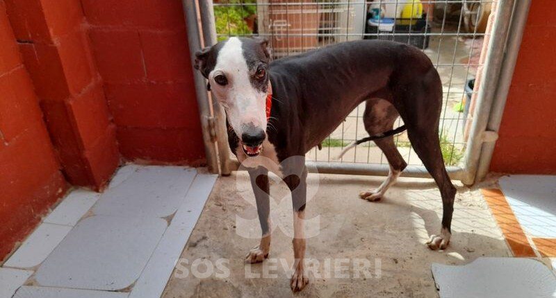 Laylah Galgo