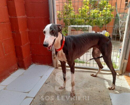 Laylah Galgo