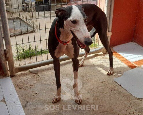 Laylah Galgo