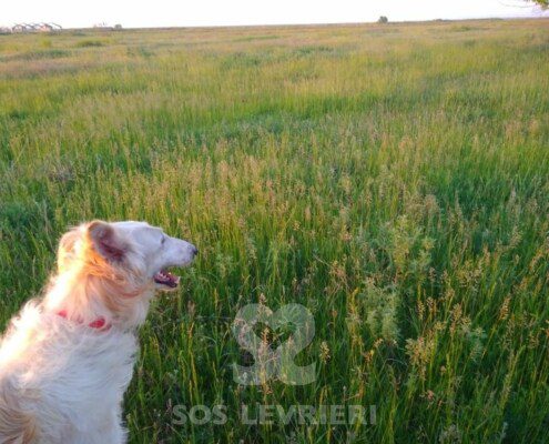 Natalaya Borzoi