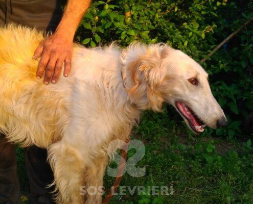 Natalaya Borzoi
