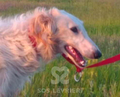 Natalaya Borzoi