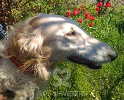 Natalaya Borzoi