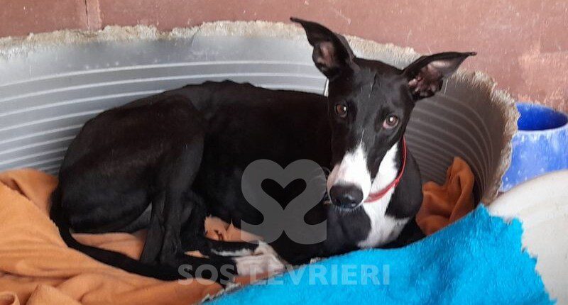 Noite Galgo