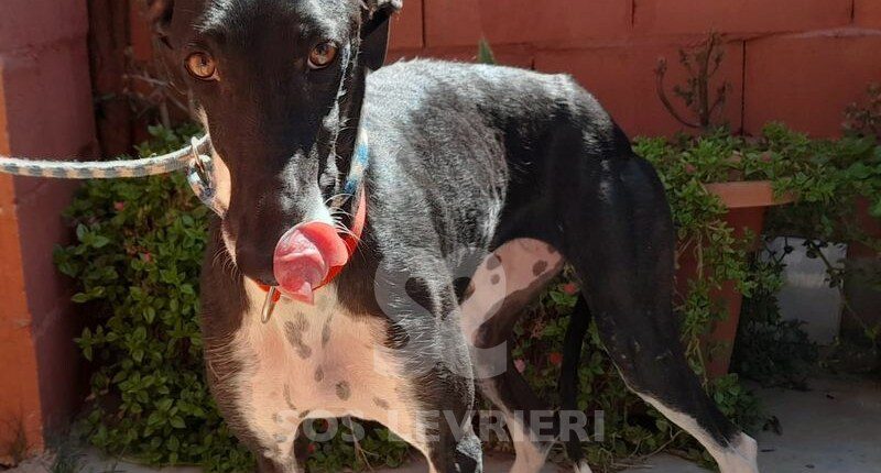 Nox Galgo