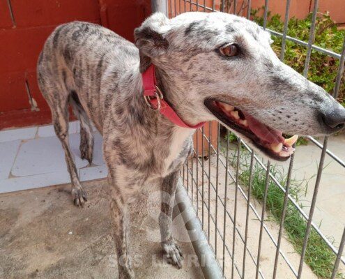 Odessa Galgo