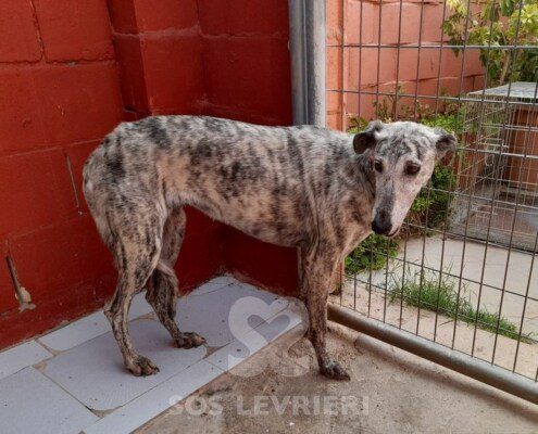 Odessa Galgo