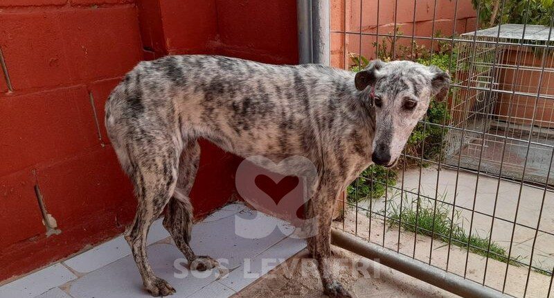 Odessa Galgo