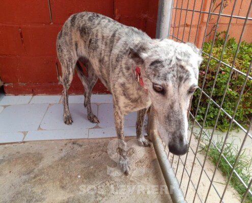 Odessa Galgo