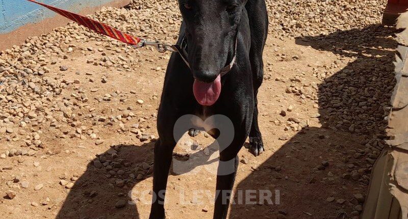 Bagueera Galgo