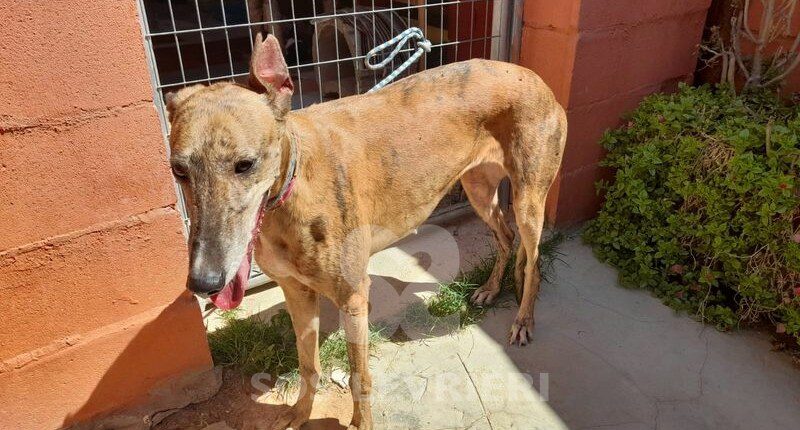 Nemesi Galgo