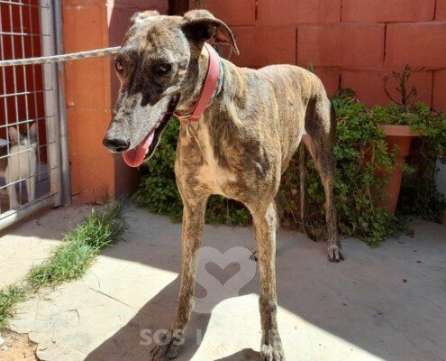 Shari Galgo