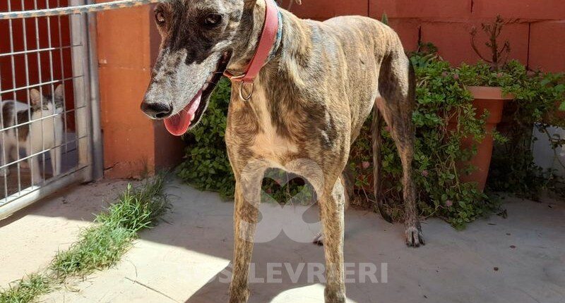Shari Galgo