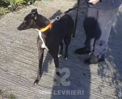 Camp Greyhound