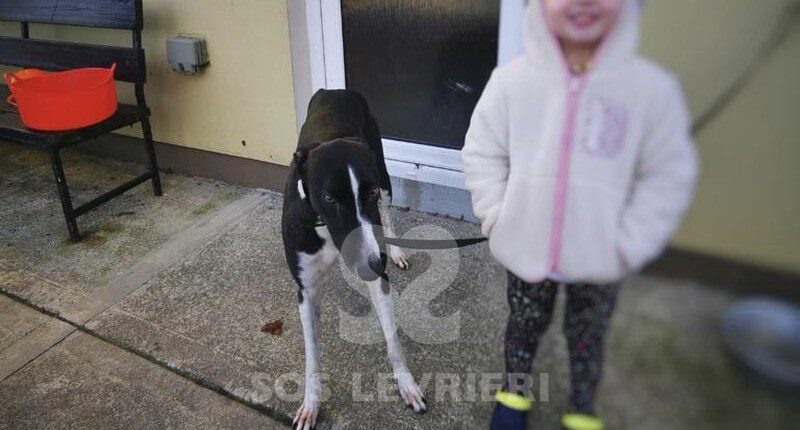 Duke 2 Greyhound