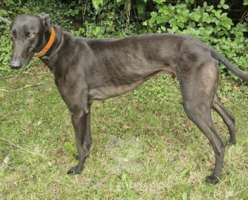 Oreo 3 Greyhound