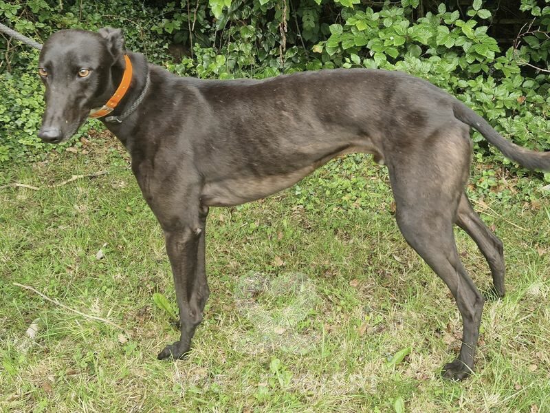 Oreo 3 Greyhound