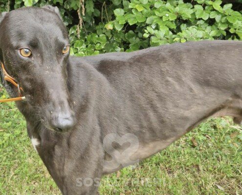 Oreo 3 Greyhound