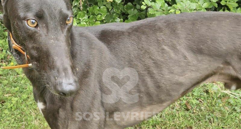 Oreo 3 Greyhound