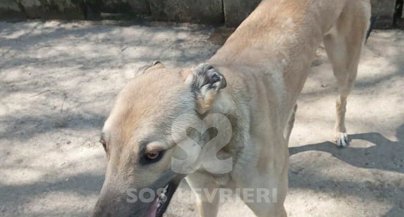 Percy Greyhound
