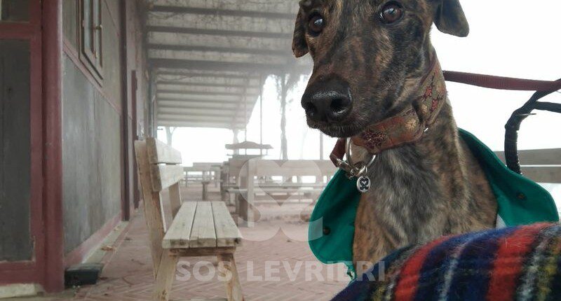 Power Greyhound