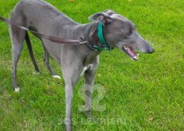 Princess Greyhound
