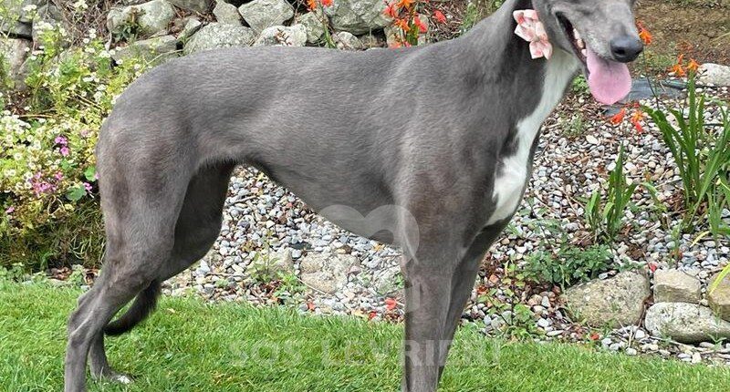 Tiny Greyhound