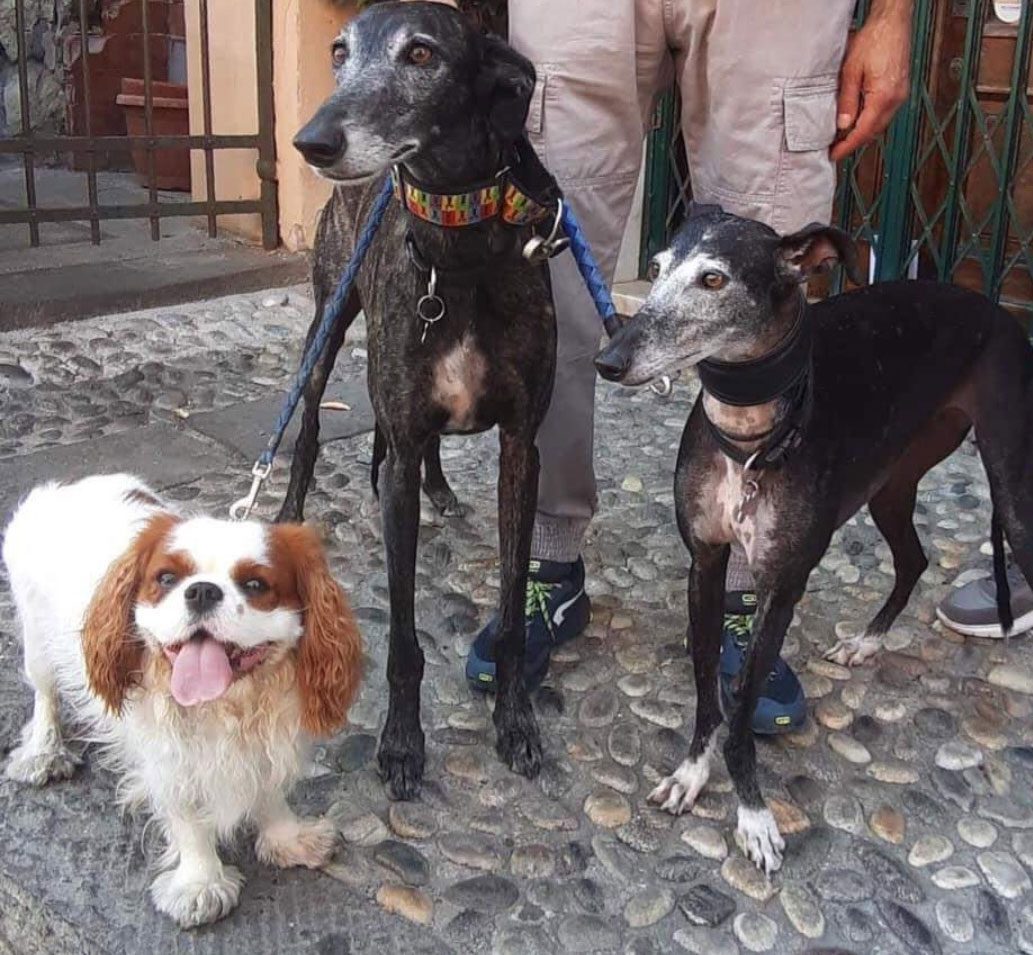 sara-jasper-galgo-spagnoli-sos-levrieri