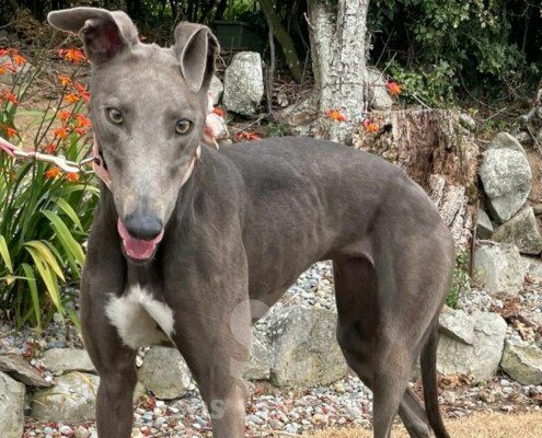 Fly 2 Greyhound