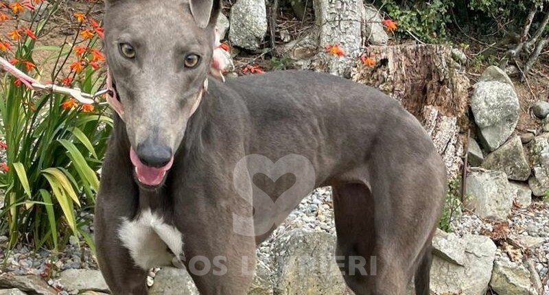 Fly 2 Greyhound