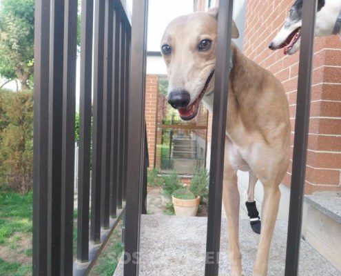 Joy 2 Greyhound