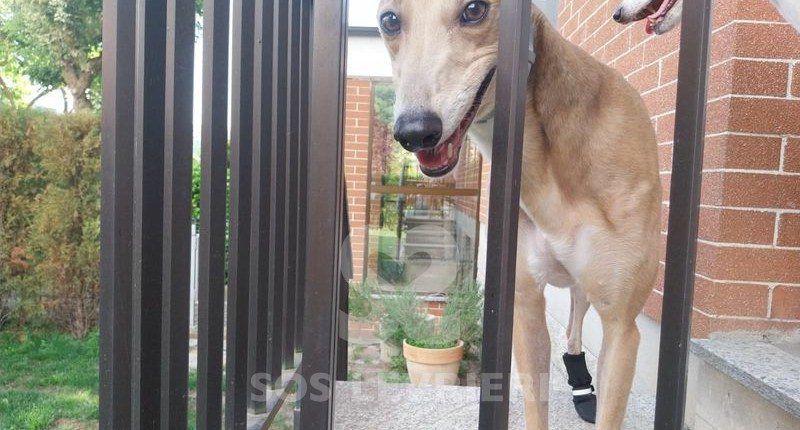 Joy 2 Greyhound