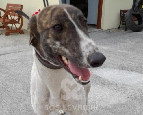 kayla 2 Greyhound