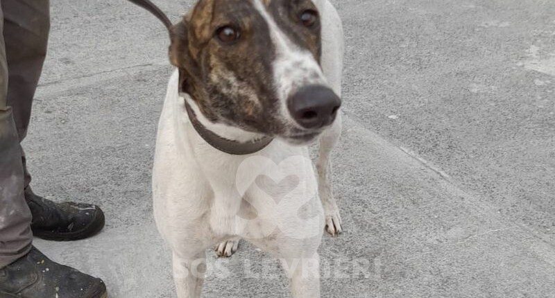 kayla 2 Greyhound