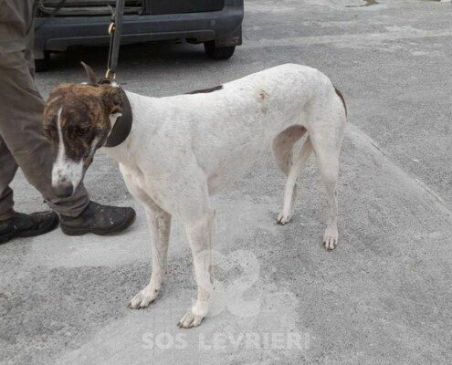 kayla 2 Greyhound