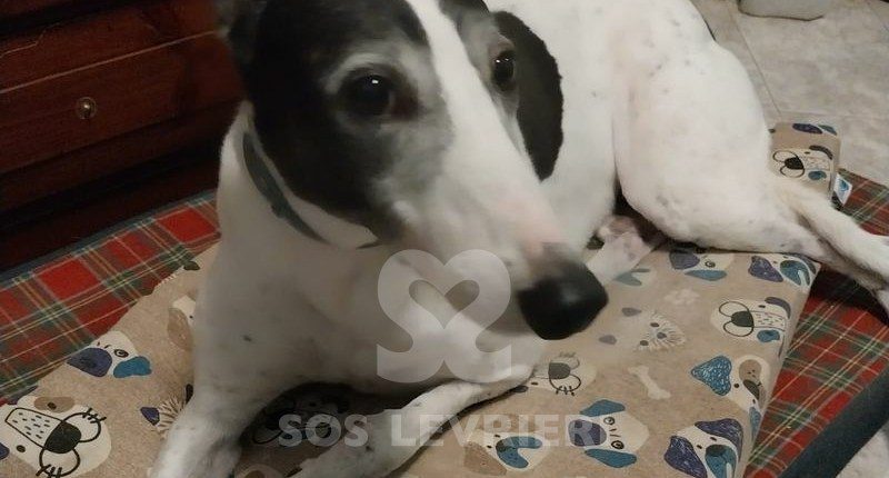 Lily 2 Greyhound