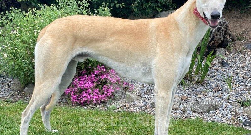 Sol 2 Greyhound