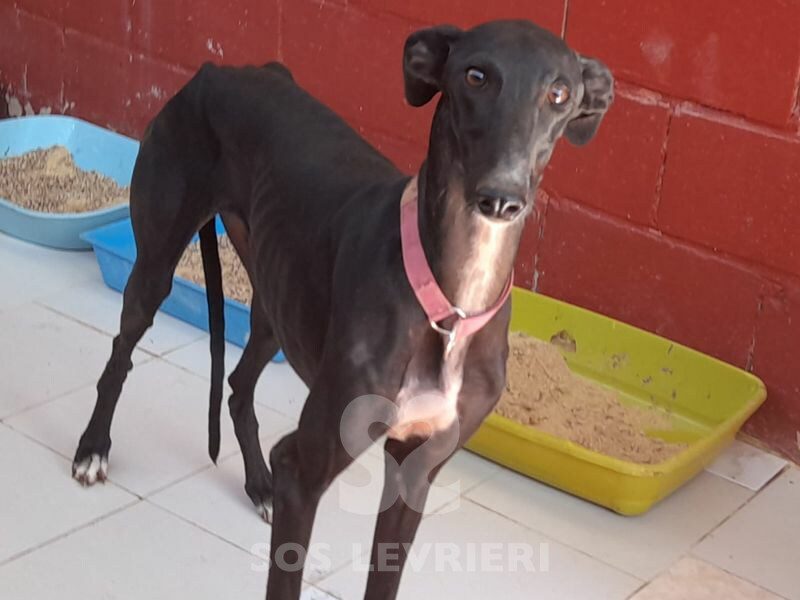 Aura 2 Galgo