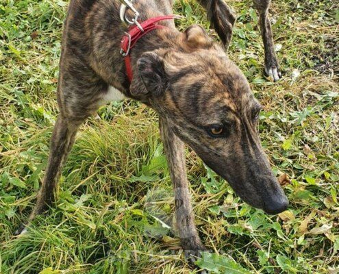 Bessie Greyhound
