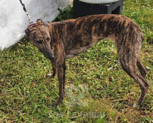 Bessie Greyhound