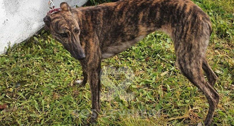 Bessie Greyhound