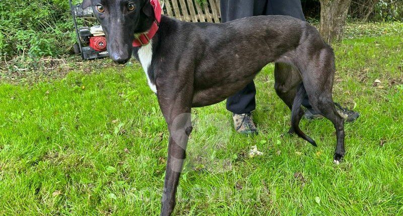 Gipsy Greyhound