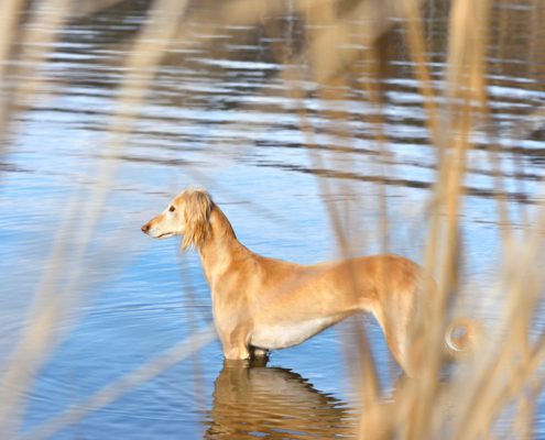 Il pelo dei nostri Levrieri - Saluki